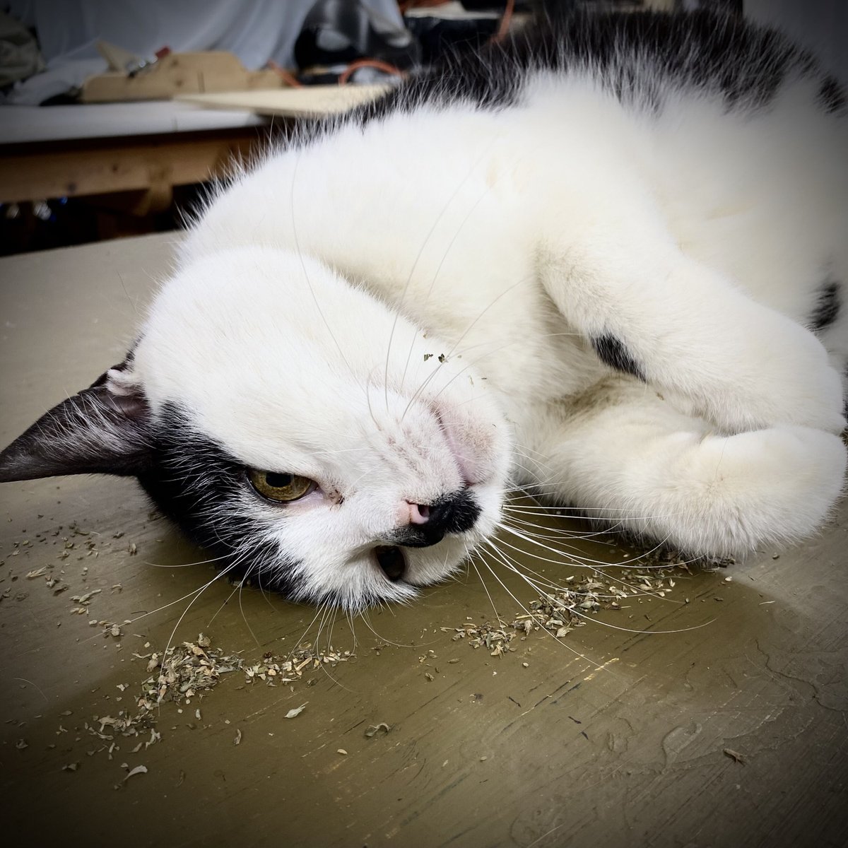 'High.'👋 #happycaturday, all!😻

#caturday #cats #felinelove