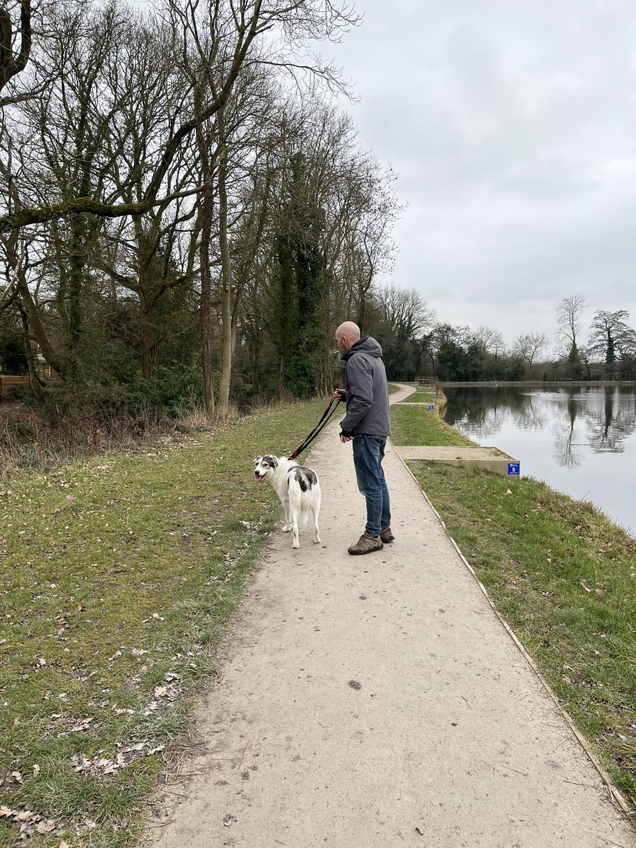 PoppyFrancis13's tweet photo. Not always so impressed on a walk 🥱💜 #dogsoftwitter https://t.co/hOHMArZALG