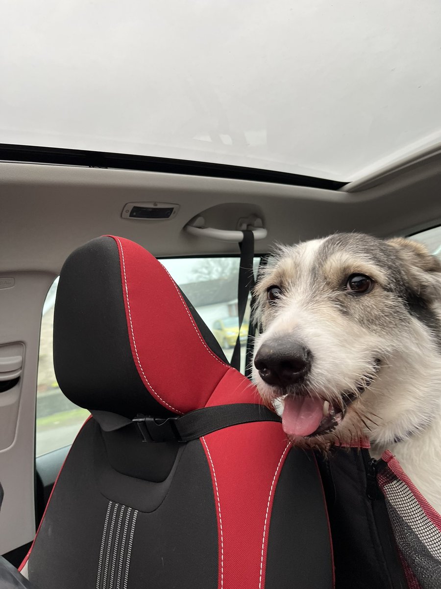 PoppyFrancis13's tweet photo. Not always so impressed on a walk 🥱💜 #dogsoftwitter https://t.co/hOHMArZALG