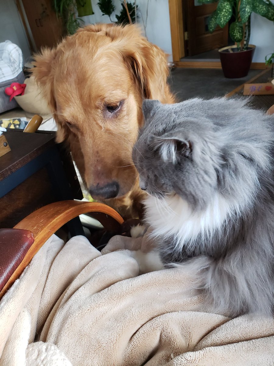 getheller1006's tweet photo. #Caturday my sister Bailey and I making plans for our my #Caturday #Misstache #HappyCaturday #goldengirl #adoptasenior #adoptdontshop https://t.co/lVXwGyjwcE