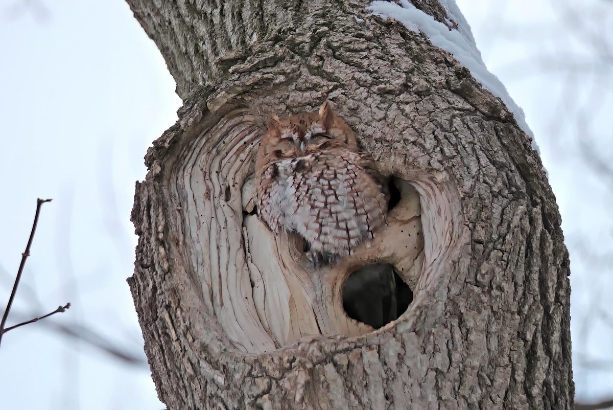 Eastern Screech Owl (Red Morph) 🦉📷👐🏾🖤

#Owl #EasternScreechOwl #Owls #Birds #BirdTwitter #BirdsOfTwitter #WiscoBirder #BirdPhotography #Birding #Nature #Wisconsin