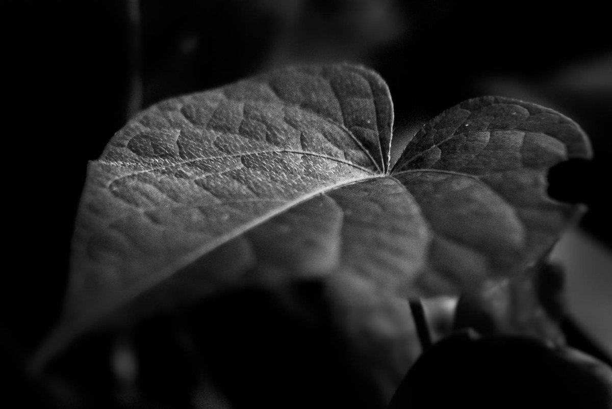 Trying to get that Fine Art feeling. 
📸Johann van der Linde. 
#photooftheday #photography #photographer #photographylovers #PhotographyIsArt #fineart #fineartphotography #SouthAfrica #wildlifephotography #photoshop #PhotoMode #blackandwhitephotography #ArtistOnTwitter #Views