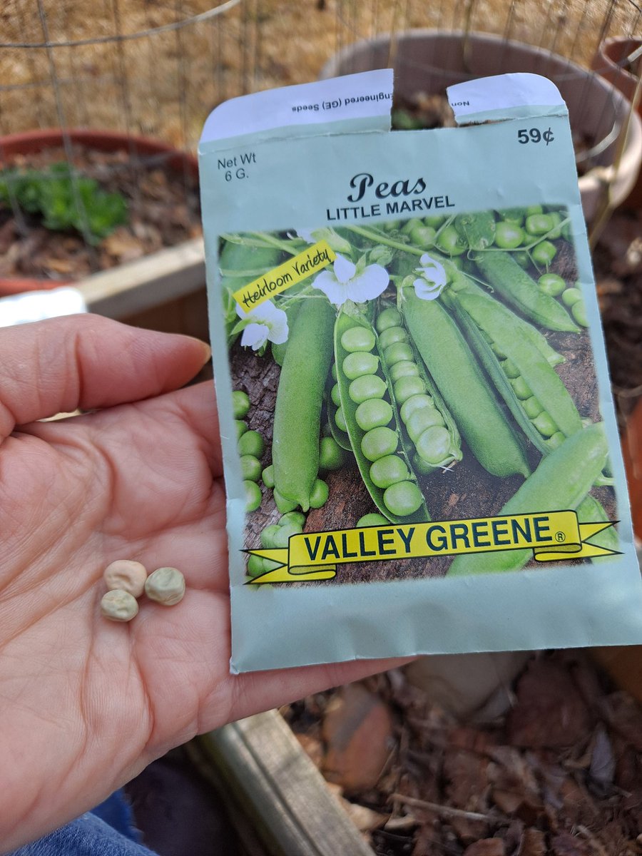 CarolColly's tweet photo. Hey @AtlantaFirstUMC I planted my early peas this morning. I've never grown peas before so we'll see what happens #GrowWithGod https://t.co/kMkdnk7IMY