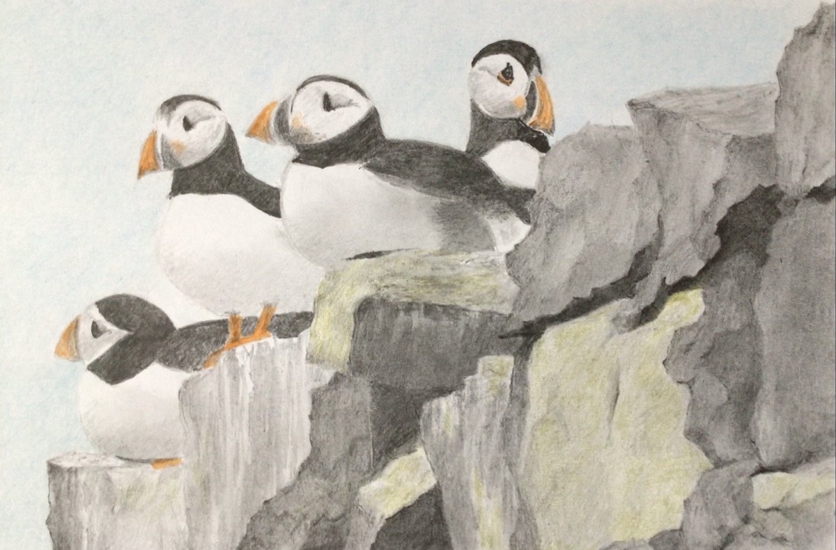 My latest pencil drawing of puffins submitted for January “you paint it” challenge by  <a href="/The_SAA/">SAA - Supporting All Artists</a> 
#art #Pencildrawing #pencilart #etsyshop #EtsyStarSeller #puffins #seabirds