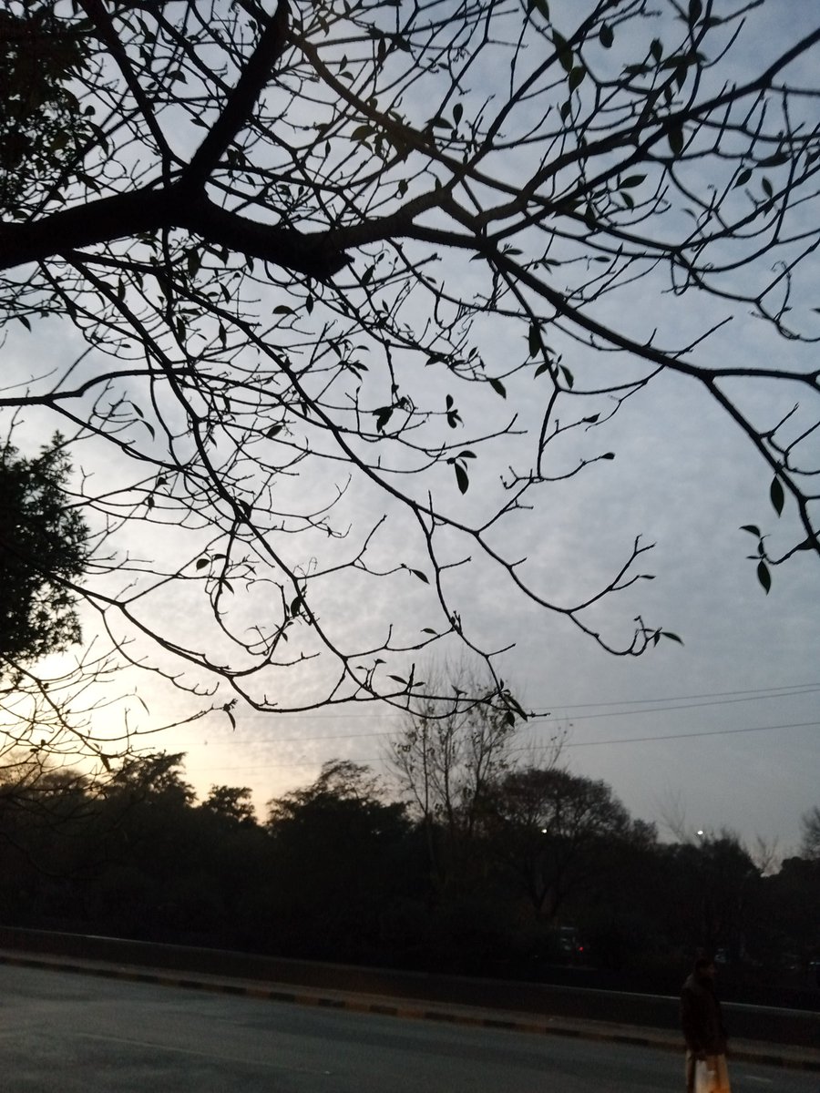 Lahori sky above the leaves free tree. #Lahore