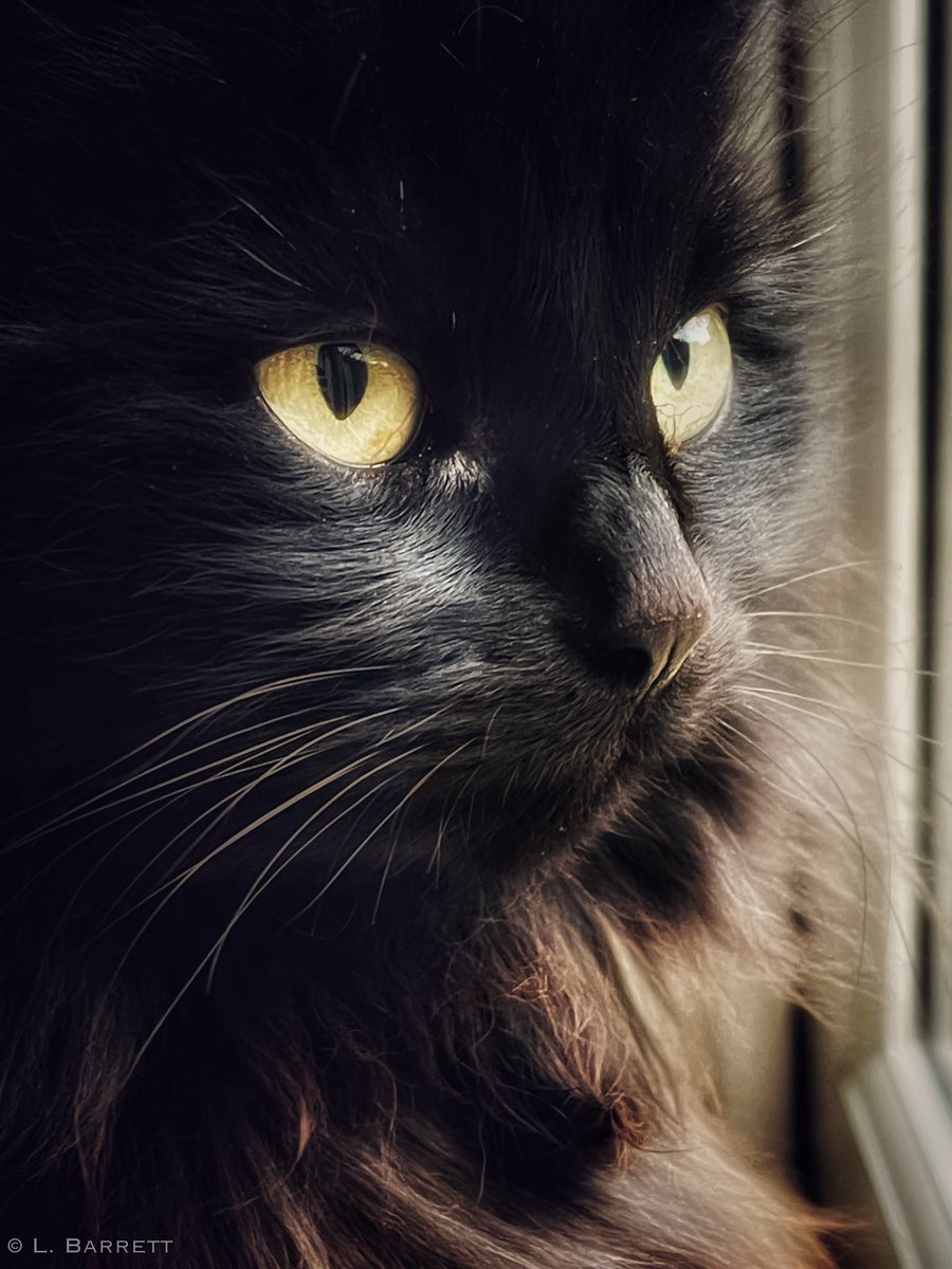 Tillie on #caturday 📸

#catsontwitter #introvert #feline #quietcat #beautiful