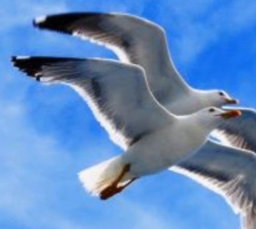 #CasaLettori <a href="/CasaLettori/">Casa Lettori</a> 
#FrammentiDiSaggezza 

"Ognun vede quel che tu pari, pochi sentono quel che tu sei"

Niccolò Machiavelli