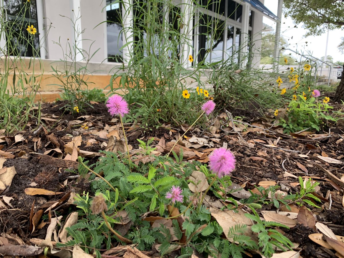 Waterway Advocates (@flwaterways) on Twitter photo Our amazing team of volunteers planted 211 pollinator plants around the community center at Oak Grove Park!! 🦋🌻🌱 #plantnative #pollinators <a href="/MiamiDadeParks/">Miami-Dade County Parks</a> Our amazing team of volunteers planted 211 pollinator plants around the community center at Oak Grove Park!! 🦋🌻🌱 #plantnative #pollinators <a href="/MiamiDadeParks/">Miami-Dade County Parks</a>