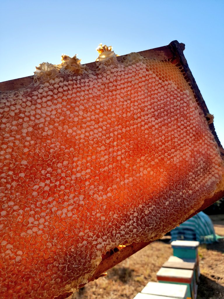 Casi terminamos con la cosecha! Han sido 2 meses de mucho trabajo en los apiarios! Afortunadamente esta semana terminamos acá en nuestra región de cosechar miel pero nos queda el trabajo en el sur pero allá se respira con un aire más relajado!