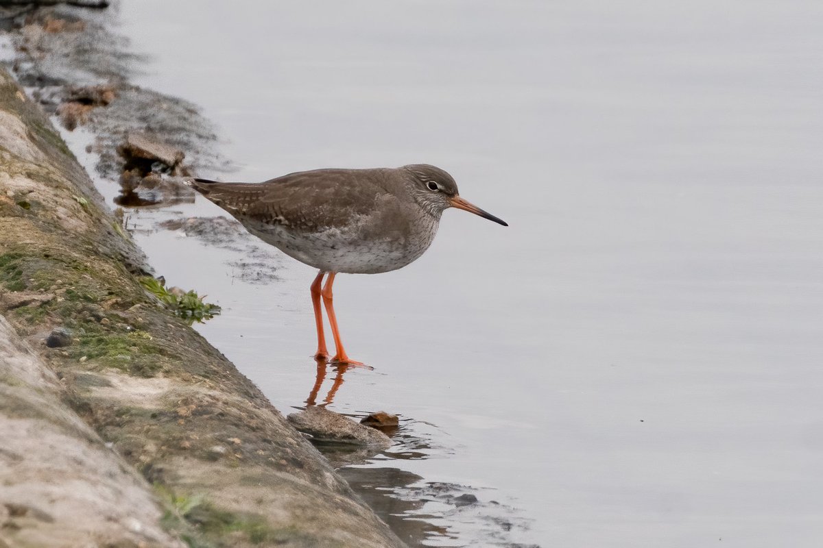This Redshank has been knocking round Island Barn Res for a while.  I’m kinda done with Winter now though. <a href="/surbitonbirds/">Surbiton Bird Club</a> <a href="/SurreyBirdNews/">SurreyBirdClubNews</a>