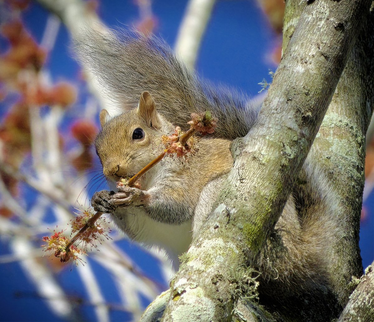 Squirrel on the greenbelt enjoying a snack of maple blooms. Beautiful clear day last week. Who knew squirrels like maple blossoms? Pentax K3 III with Pentax 60-250 and Pentax 1.4x converter. ISO 800, 1/250 at f9 and 0EV.