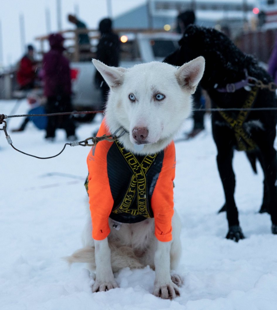 KYUK News (@kyuknews) on Twitter photo Check out the photos from the <a href="/Kuskokwim300/">The Kuskokwim 300</a> start last night!
kyuk.org/2023-01-27/sli⦠Check out the photos from the <a href="/Kuskokwim300/">The Kuskokwim 300</a> start last night!
kyuk.org/2023-01-27/sliā¦