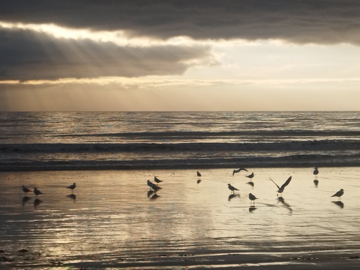 Lou_Cymru's tweet photo. Lovely stroll along Aberavon beach this afternoon. Plenty of gulls hanging around enjoying the sun peaking from behind the clouds. #Winterwatch #visitwales #welshcoast #welshbeaches https://t.co/arttloIKAH
