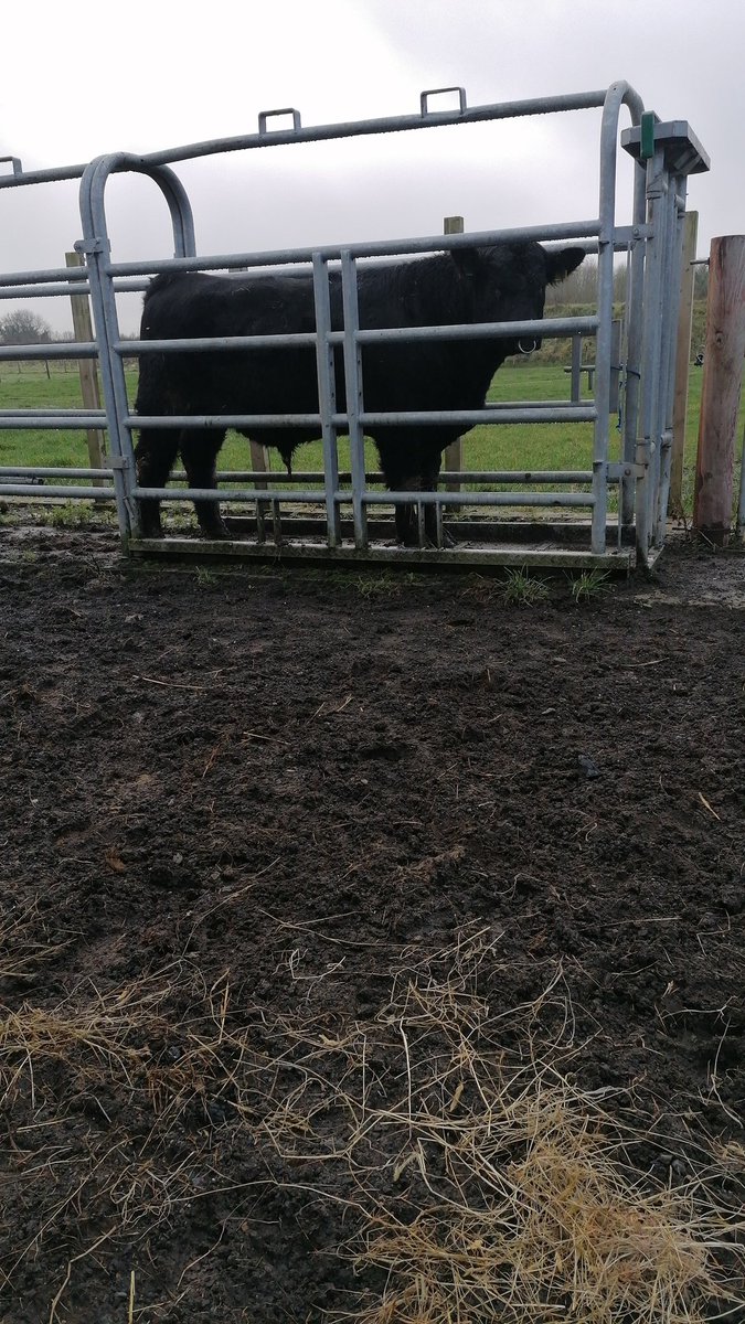 Niall Devane tweet media