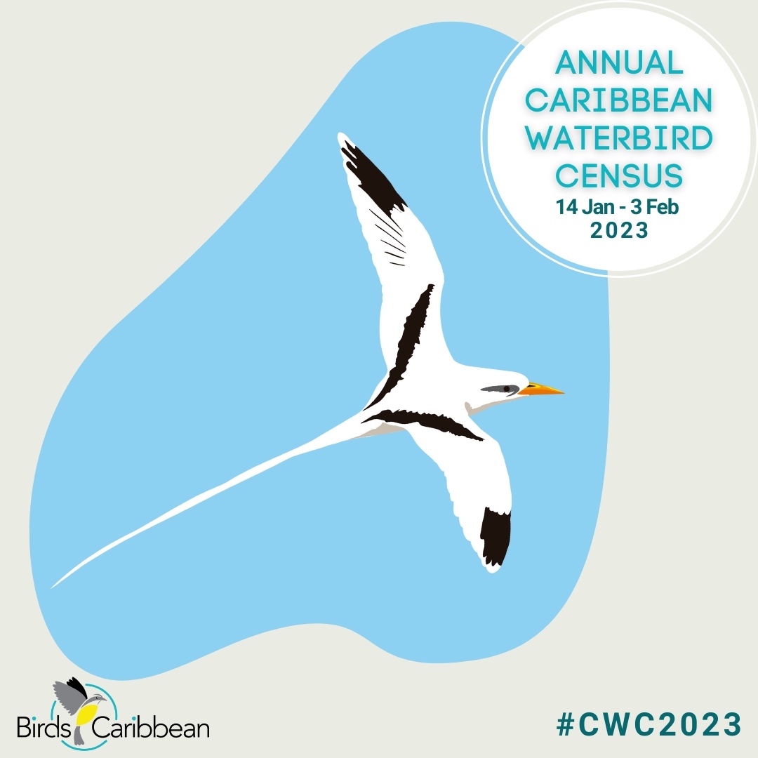 Today’s featured #CWC2023 #waterbird has a love of tropical water and nests in ‘igloos.’ It’s the ✨ White-tailed Tropicbird ✨ 
 
To find out more about this beautiful #Seabird head over to bit.ly/CWC-White-tail…

#CaribbeanWaterbirdCensus #SeabirdSaturday