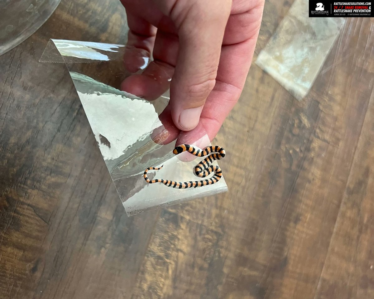 rattlesnakeguy's tweet photo. This little groundsnake found its way inside a home and got caught up in some packing tape. Marissa was able to get the snake off the tape safely. Even better, the homeowner opted to let her release the snake in the backyard :) https://t.co/bc58K86qo4