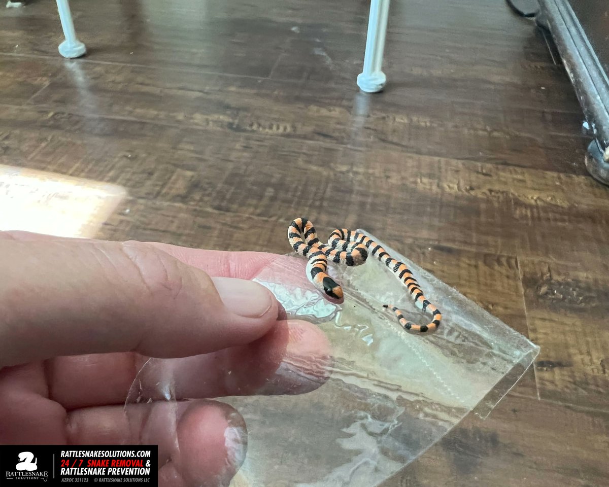rattlesnakeguy's tweet photo. This little groundsnake found its way inside a home and got caught up in some packing tape. Marissa was able to get the snake off the tape safely. Even better, the homeowner opted to let her release the snake in the backyard :) https://t.co/bc58K86qo4