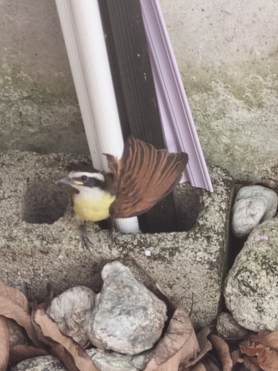 sjessies's tweet photo. @PoliciaMedellin y @Areametropol este pajarito esta con un ala herida en mi casa, cómo lo podemos ayudar? https://t.co/bo3KMTqxUM
