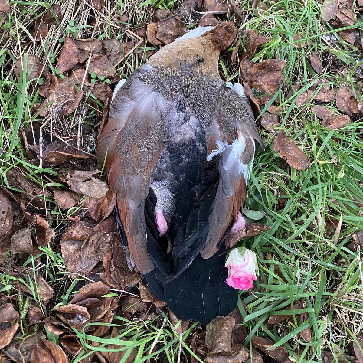 'Zijn meissie is niet meer'
Rouwend aan haar zijde, het breekt ons hart als we de overleden vogel meenemen. Een voorbijganger had er zelfs een roosje bij gelegd.
#Nijlgans #Vrijwilligers #Dierenambulance #Amsterdam