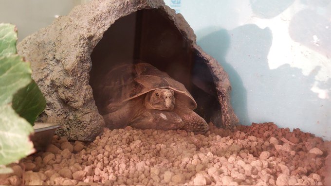 起きる気がないカメ 