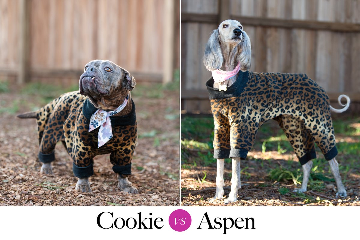 CWOB's tweet photo. Saturday #fashion  Face-off WHO WORE IT BETTER? Tell us which of these two #shelter dogs you think wore this leopard print &amp; kerchief combo better? Cookie, our stout &amp; solid bulldog beauty? Or Aspen, our long &amp; lanky Afghan fashion diva? We admit it's hard to say. Cast your vote! https://t.co/MsToikFWLW