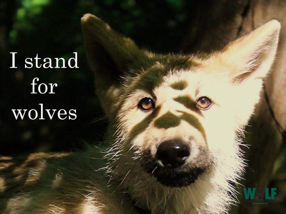 Excellent thread 
Take a moment 
#SaveTheWolves
