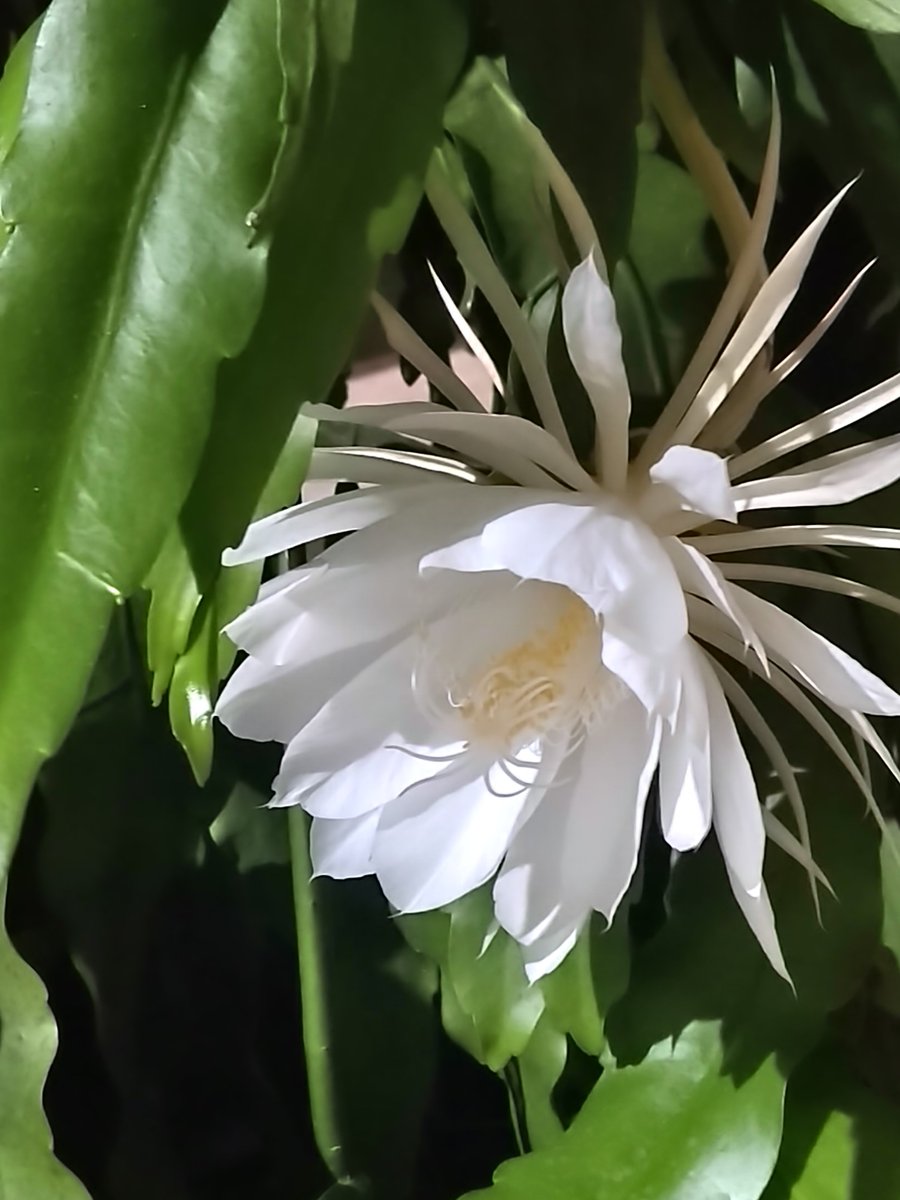 JaciraCruz3's tweet photo. O sol se pois, aos poucos a lua vai tomando seu lugar; prenúncio de uma linda noite que certamente virá!

Mac.

       Linda noite pra você! https://t.co/nczo6Ffhfh
