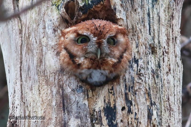 One of my most favorite yard birds ever! #EasternScreechOwl