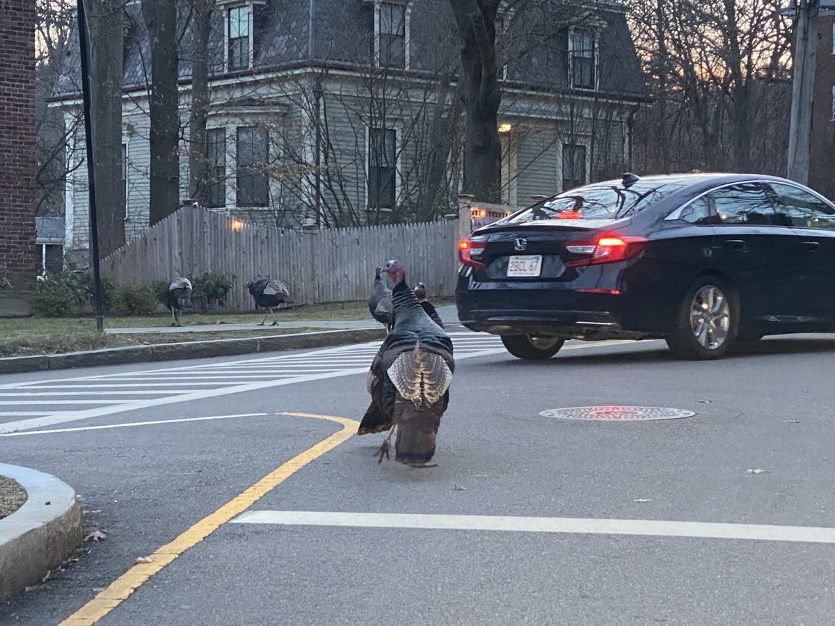 mae6489's tweet photo. Turkeys crossing #brooklineturkeys https://t.co/WpXliY21tA