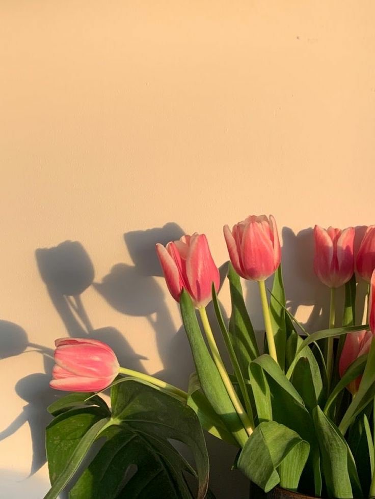 —tulips