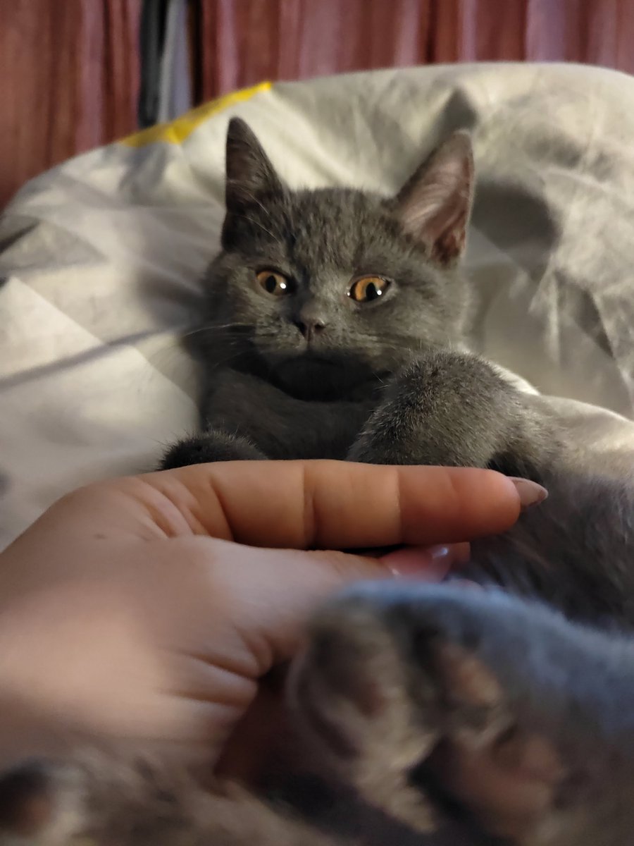 💜эта "прелесть" надула лужу в кровати старшей... едва спасла его. А виноват снова Чубака, который закрыл дверь в спальню девочек....