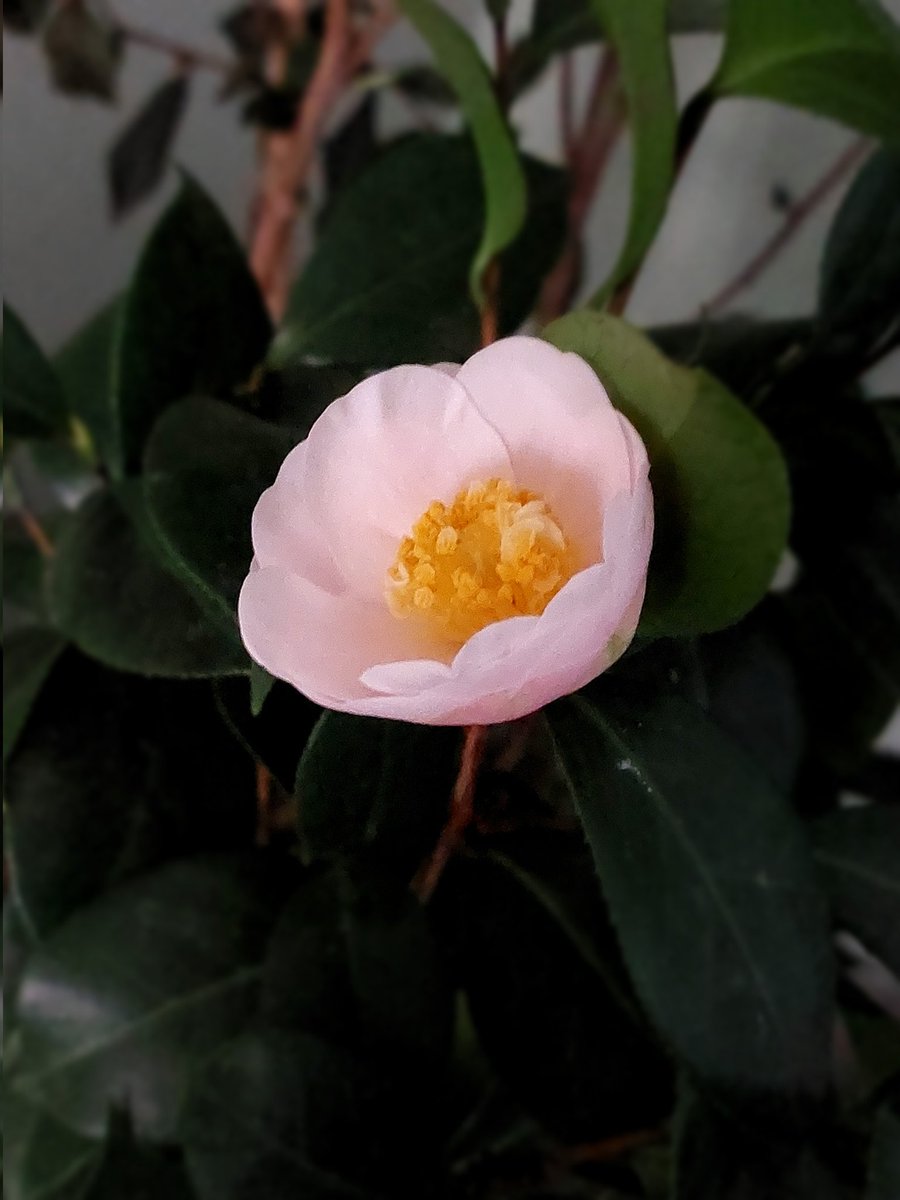 kamelienfreunde's tweet photo. Morning stroll - Camellia japonica #Botanyuki
.
#Kamelien #camellias #camelias #camelie
#Balkonkamelien
#KamelienlandSachsen https://t.co/s2SE9TSdUR