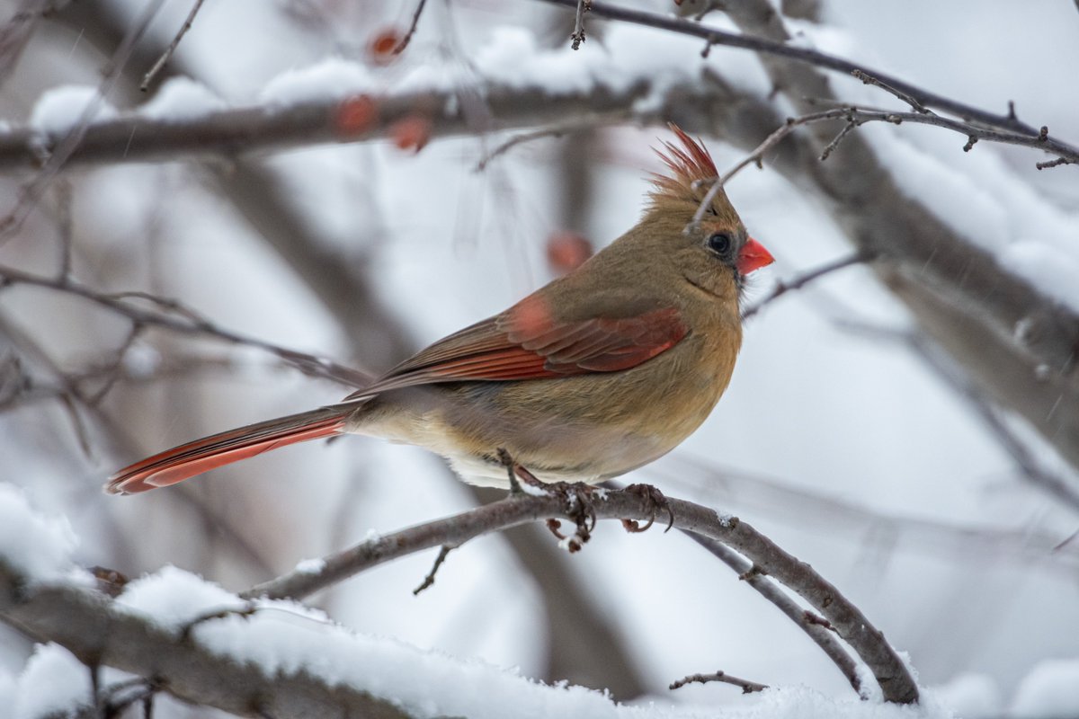 Northern Cardinal

#birds #birdsofinstagram #northerncardinal #nikon #nikonphotography #nikonnofilter #nikon7200 #winter #snow #puremichigan #michigan #oaklandtogether #oaklandcounty