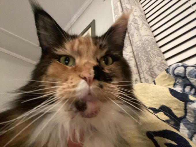 Anne 🐀 tweet media