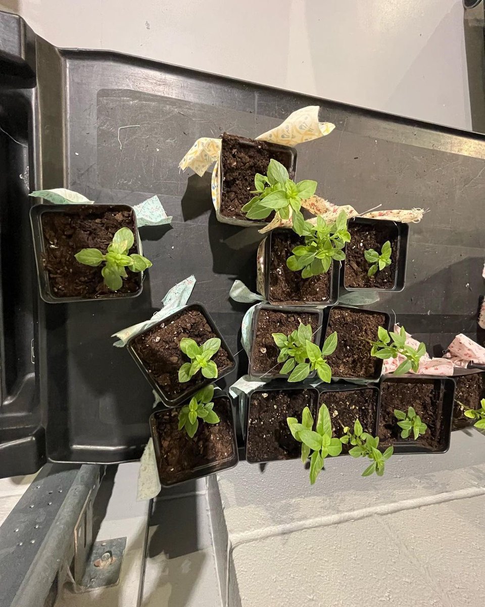 Central Indiana Seed Swap tweet media