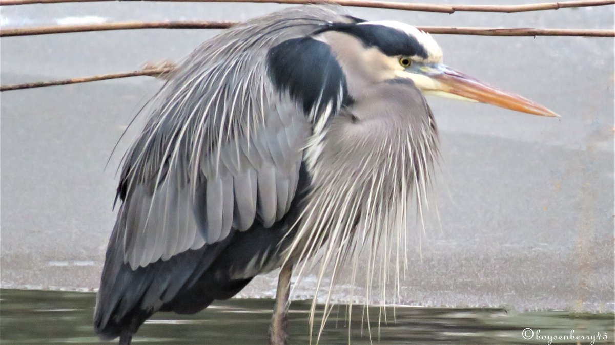 boysenberry451's tweet photo. Last year on this day, it was freezing cold and this Great Blue Heron was puffed up and cranky at the Meer! #birdingcpp https://t.co/CHNQ0tHYqL
