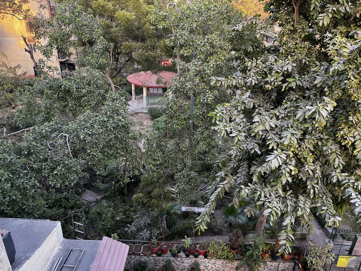 roy_debolina17's tweet photo. Location:Brahmaputra Apartment, Sector 29 Noida,In the name of pruning illegal cutting of big branches of old trees without any permission.Few trees completely uprooted.Right of fresh air infringed. Something has to be done. @AVRWA37 @ColonelIp @CeoNoida @noida_authority https://t.co/KEA1LmK7lZ