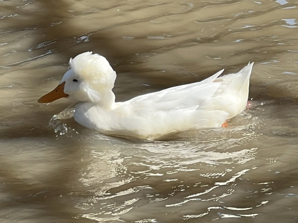 I’m at Houma‘s house right now, and I just took pictures of this white duck with Quaxley-like hair.
#ducks #duckies #HoumasHouse