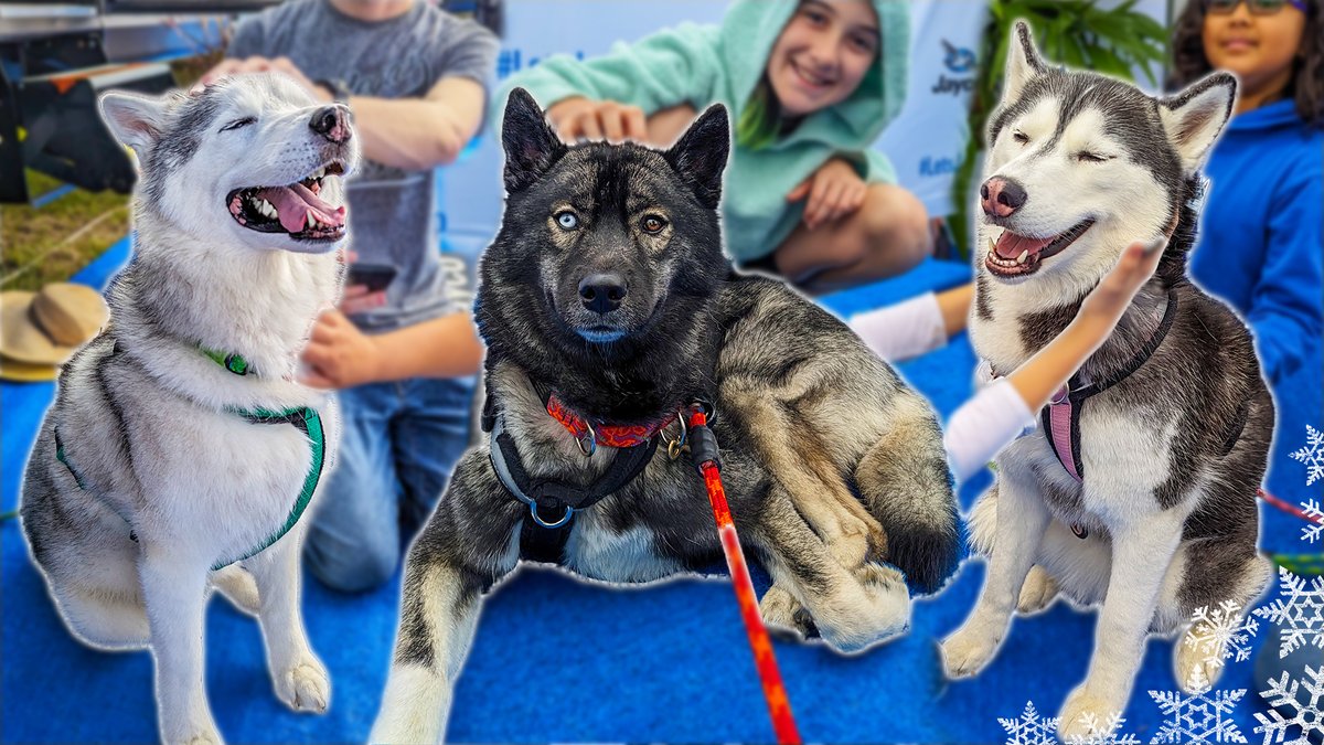 Gone2theSnowDog's tweet image. We took the Dogs to the Tampa RV Show!
New Video here: youtu.be/tQhs_QHP5uQ
We drove The Snow Dogs to Florida for a meet and greet at the Tampa RV show with our amazing friends at Jayco  What a trip!  Here is a recap video!
#LetsJayco #AscendFamily #jaycorv #travelwithdogs