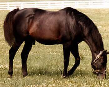 HORSERACING1002's tweet photo. BEST TURN (TURN-TO) 
#BestTurn 1970 Vosburgh Handicap winner. Sired 35 sw. Bred, owned and Stood at @CalumetFarm https://t.co/UqEFLMumeg