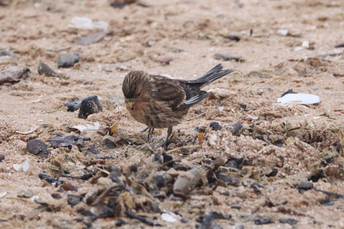 JamieLunn96's tweet photo. @IoloWilliams2 any help with ID? Iβm sure twite but canβt convince myself? #bbcwinterwatch #IDhelp https://t.co/owSckzHtm3