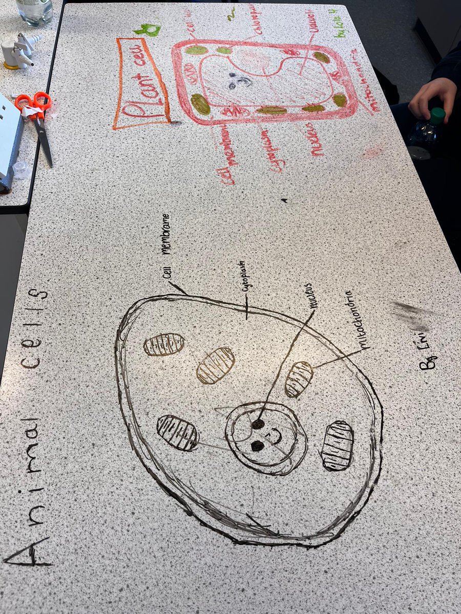 MCS_science's tweet photo. Year 7 pupils were given the opportunity to lead their own learning about plant and animal cells in Mrs Beck’s class. They had the choice of learning through origami, drawing and labelling cells on their desks or through playing a game. Fantastic! https://t.co/H7NB4EaI9h
