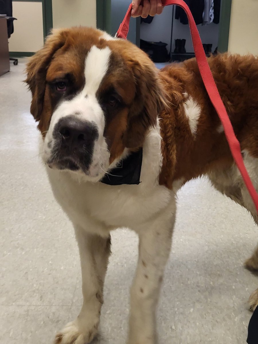 OPP_ER's tweet photo. #GrenvilleOPP are looking for assistance to locate an owner for this dog. The dog was found in @twpec and brought to the Prescott detachment. Please call 1-888-310-1122 if you have any information. ^js https://t.co/xZawLn4Aoz