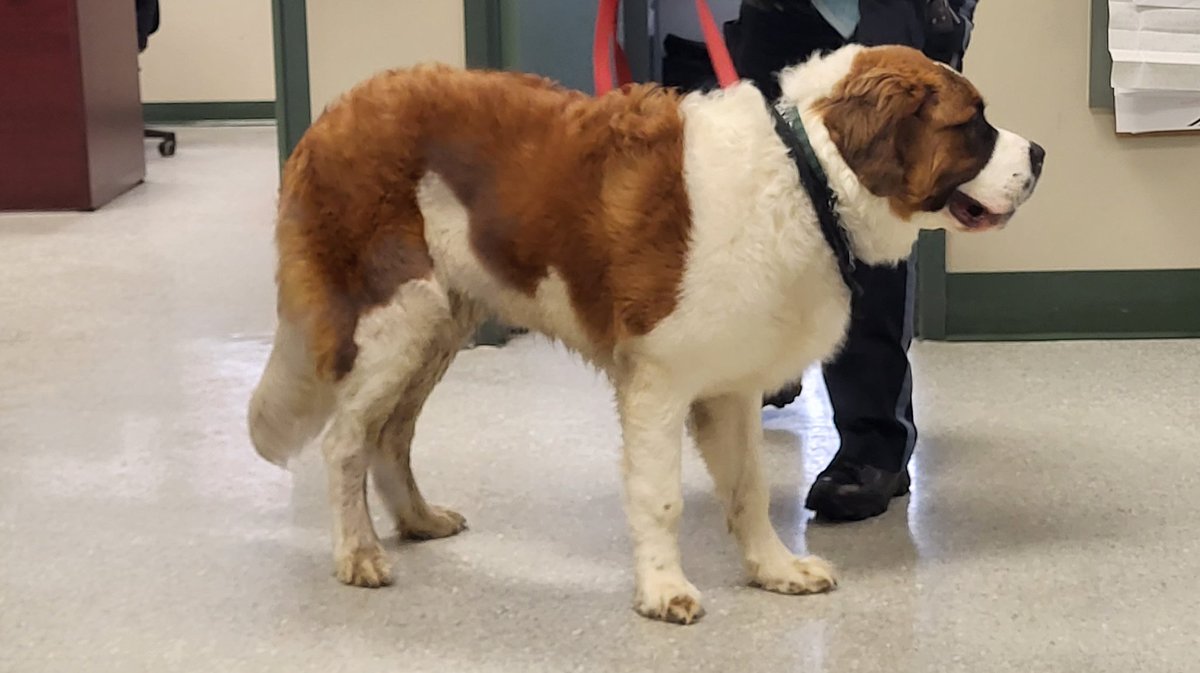 OPP_ER's tweet photo. #GrenvilleOPP are looking for assistance to locate an owner for this dog. The dog was found in @twpec and brought to the Prescott detachment. Please call 1-888-310-1122 if you have any information. ^js https://t.co/xZawLn4Aoz