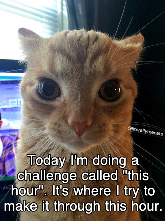 literallymecats's tweet photo. https://t.co/M5HR16SnpY