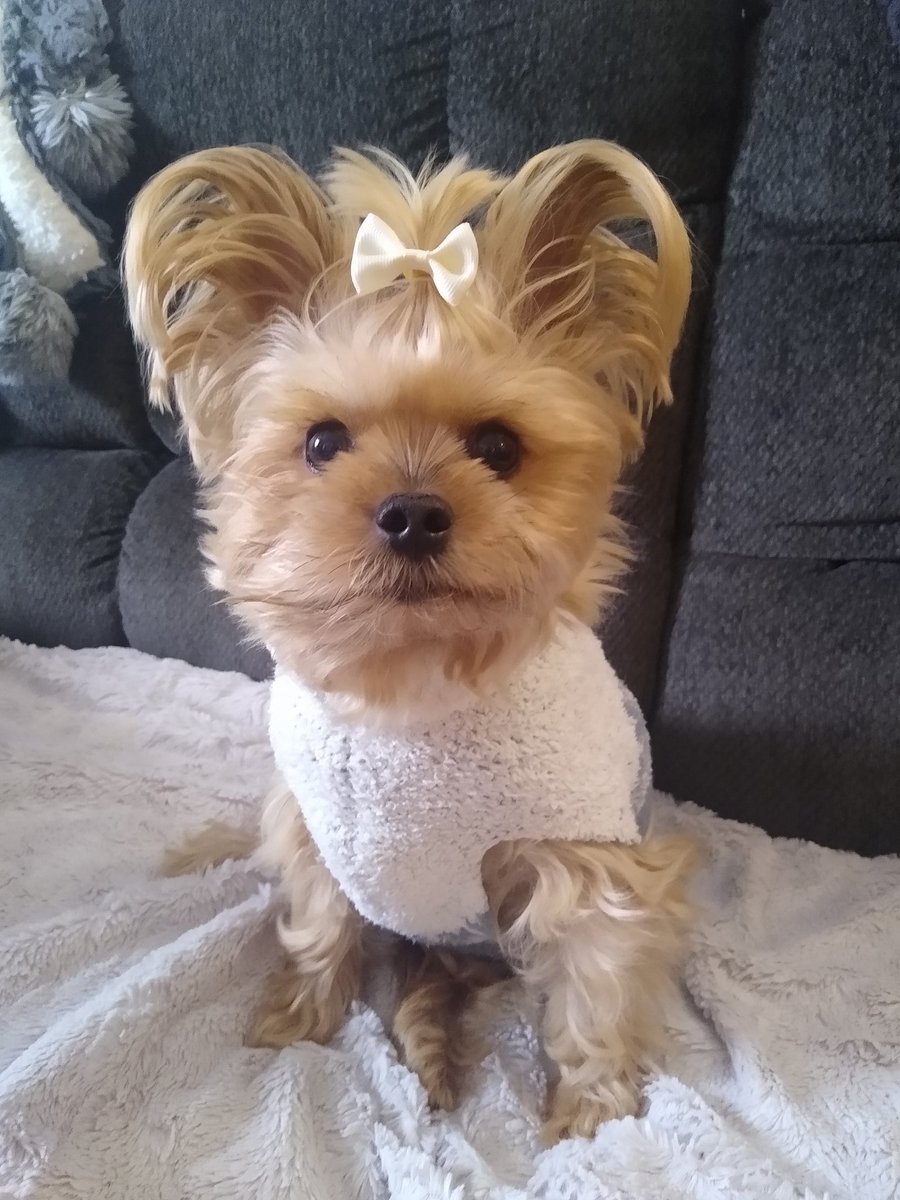 bchristilynn's tweet image. Happy Saturday 🤍 stay warm this weekend. It's below freezing here 🥶 lots of naps, snacks and lovin'
XO- Cooper 🐾🐾🐾🐾
#DogsOnTwitter #DogsofTwittter