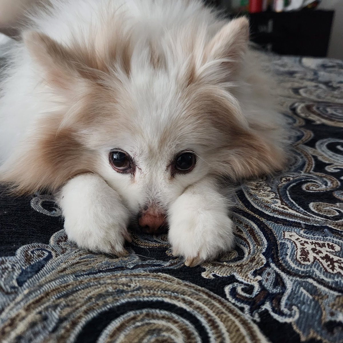 OFyxen's tweet photo. Cute in the front, sploot in the rear, that's the way we do it here... 😍 https://t.co/95lozPbCkn