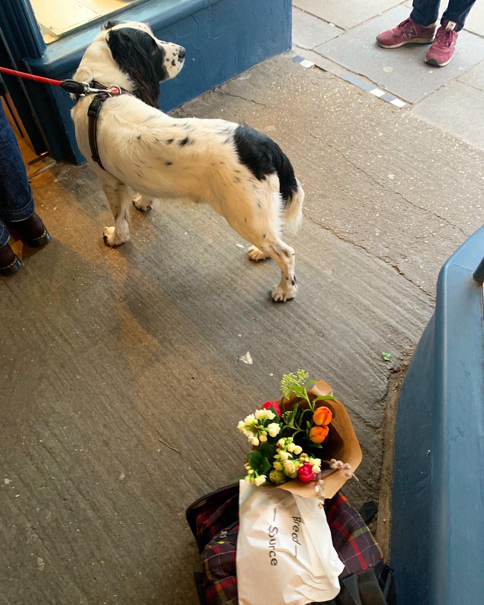 KillingBdesigns's tweet photo. Saturday trip with Alfie to Bread Source @bread_source #UpperStGiles #Norwich to grab a vegan cardamom bun + vegan chocolate peanut butter cookie, plus bunch of blooms! Lovely. ๐ฅฎ๐ฑ๐ช๐ #norwichlife #vegan #wirefoxterrier #norfolk #breadsource @NorwichLanes https://t.co/nKk2KxhOuG