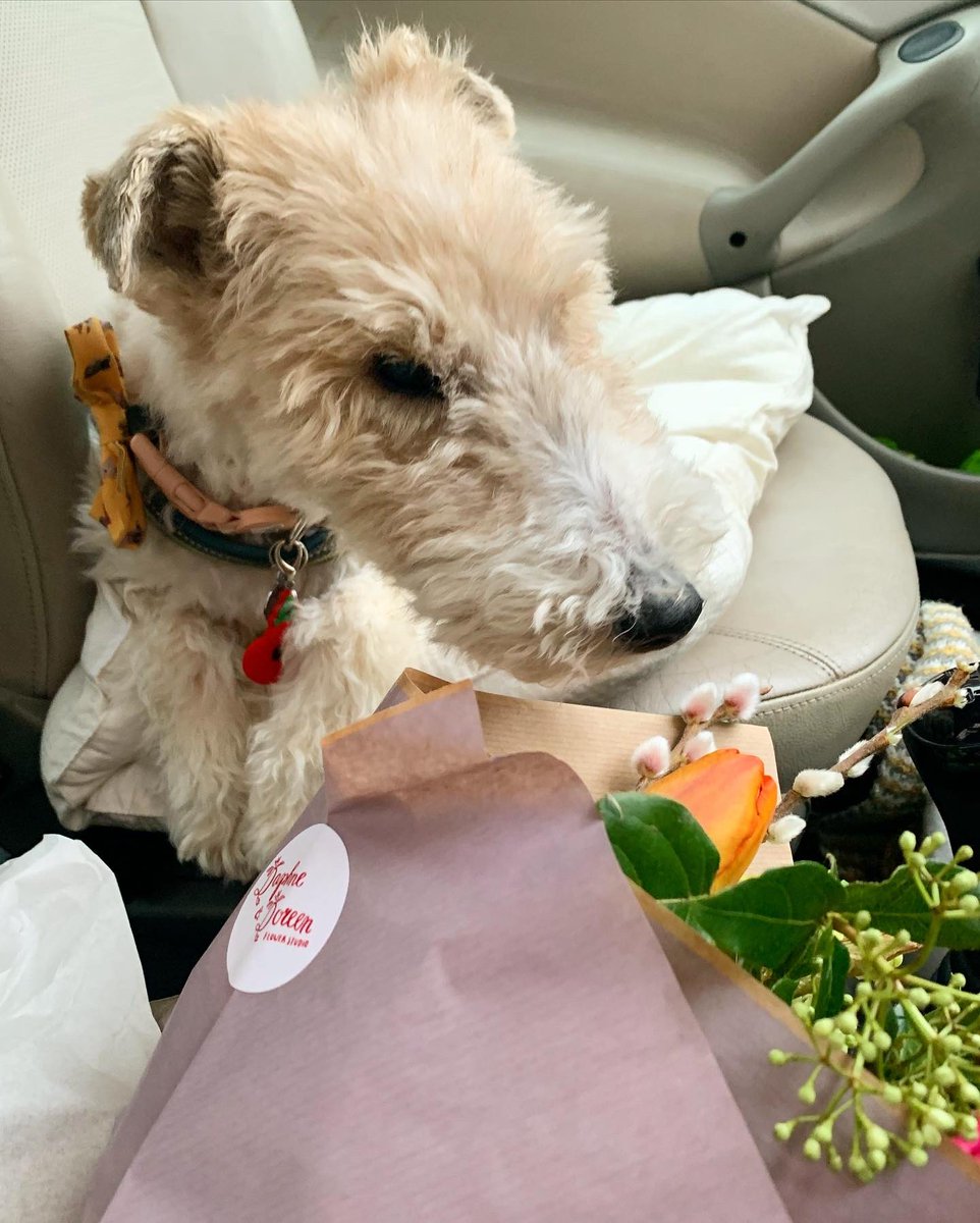 KillingBdesigns's tweet photo. Saturday trip with Alfie to Bread Source @bread_source #UpperStGiles #Norwich to grab a vegan cardamom bun + vegan chocolate peanut butter cookie, plus bunch of blooms! Lovely. ๐ฅฎ๐ฑ๐ช๐ #norwichlife #vegan #wirefoxterrier #norfolk #breadsource @NorwichLanes https://t.co/nKk2KxhOuG