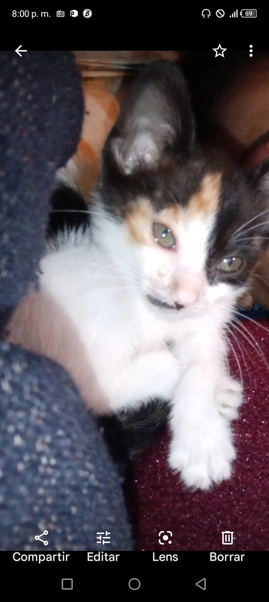 lucesita paiva tweet media